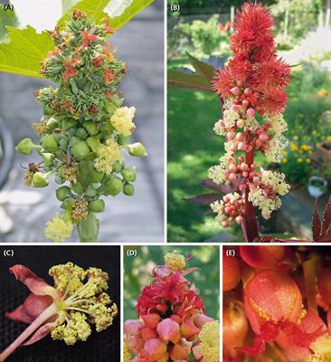 The ‘Male Flower’ of Ricinus communis (Euphorbiaceae) Interpreted as a Multi-Flowered Unit